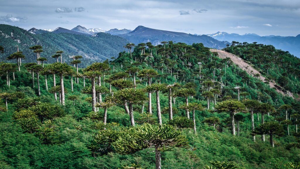 Discover the breathtaking Araucaria forest landscape in the Andes mountains of Melipeuco, Chile.